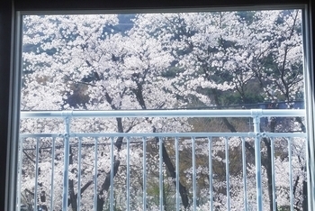 객실에서 벚꽃나무